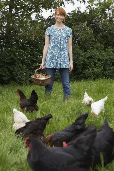 Poules au jardin autour d'un panier d'œufs